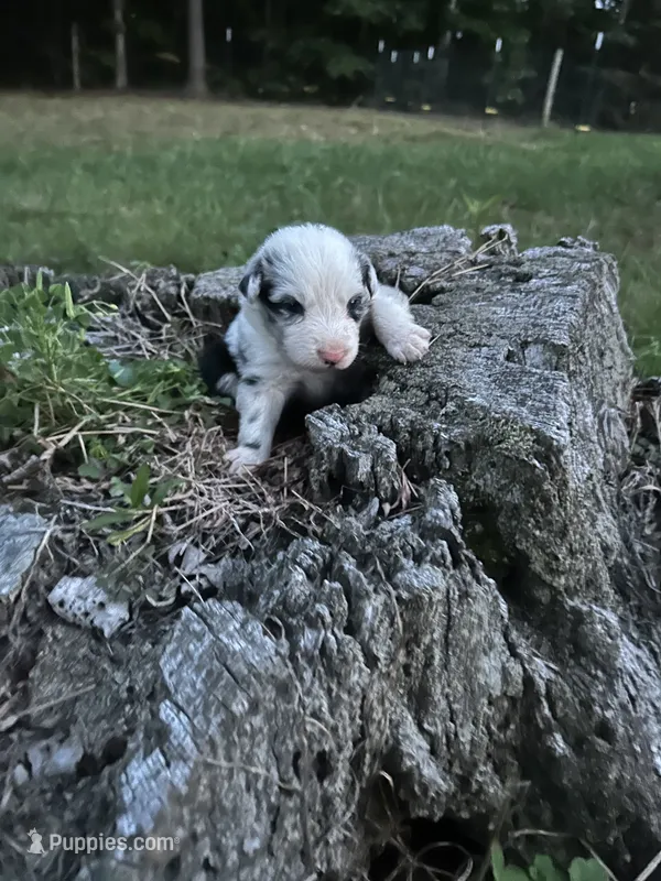 Pip – Australian Shepherd puppy for sale in Berea, KY