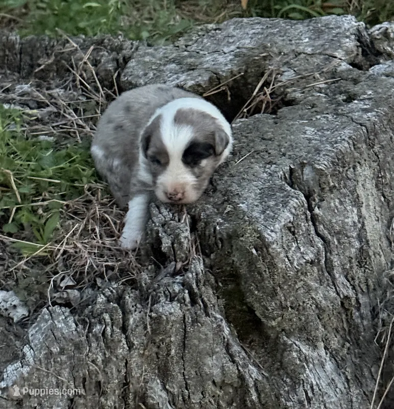 Dolly – Australian Shepherd puppy for sale in Berea, KY
