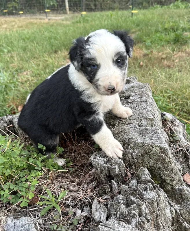 Stanley – Australian Shepherd puppy for sale in Berea, KY