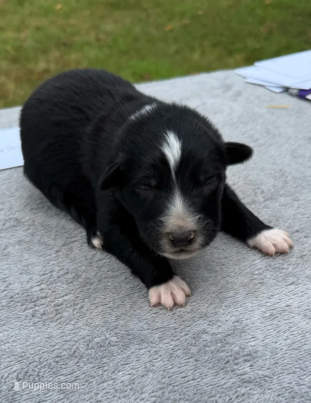 Socks – Australian Shepherd puppy for sale in Berea, KY