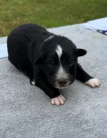 Socks, a male Australian Shepherd for sale in Berea, KY – 1 of 2