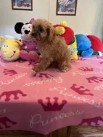 Daisy, a female Cavapoo for sale in Jacksonville, TX – 6 of 7