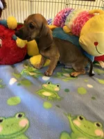 Red (short hair), a male Miniature Dachshund for sale in Jacksonville, TX – 9 of 10