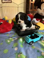 Clyde, a male Cocker Spaniel and Cockalier for sale in Jacksonville, TX – 5 of 10