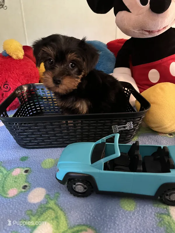Tater – Yorkshire Terrier puppy for sale in Jacksonville, TX