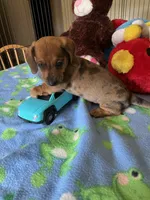 Simba, a male Miniature Dachshund for sale in Jacksonville, TX – 10 of 10