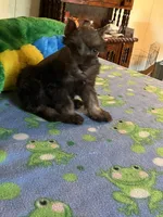 Coco, a male Miniature Schnauzer for sale in Jacksonville, TX – 6 of 9