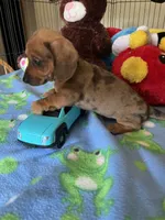 Simba, a male Miniature Dachshund for sale in Jacksonville, TX – 9 of 10