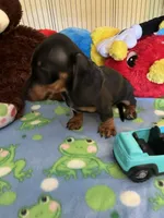 Samson, a male Miniature Dachshund for sale in Jacksonville, TX – 7 of 9