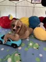 Red, a male Cocker Spaniel and Cockalier for sale in Jacksonville, TX – 4 of 10