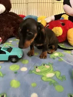 Samson, a male Miniature Dachshund for sale in Jacksonville, TX – 5 of 9
