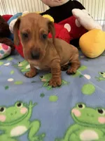 Max, a male Miniature Dachshund for sale in Jacksonville, TX – 9 of 10