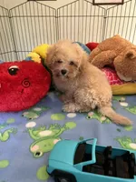 Toby, a male Maltipoo for sale in Jacksonville, TX – 2 of 9