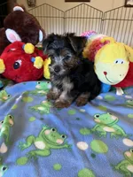 Max, a male Yorkshire Terrier for sale in Jacksonville, TX – 9 of 10