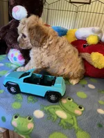 Tex, a male Cavapoo for sale in Jacksonville, TX – 9 of 9