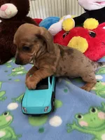 Simba, a male Miniature Dachshund for sale in Jacksonville, TX – 4 of 10