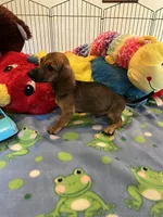 Rusty, a male Miniature Dachshund for sale in Jacksonville, TX – 4 of 8