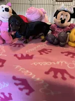 Sammi, a female Miniature Dachshund for sale in Jacksonville, TX – 3 of 10