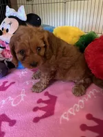 Ruby, a female Cavapoo for sale in Jacksonville, TX – 4 of 9