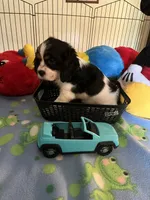 Clyde, a male Cocker Spaniel and Cockalier for sale in Jacksonville, TX – 10 of 10