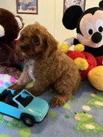 Rudy, a male Cavapoo for sale in Jacksonville, TX – 4 of 10
