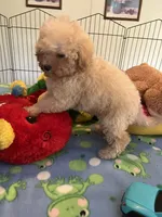 Toby, a male Maltipoo for sale in Jacksonville, TX – 5 of 9