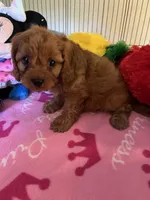 Ruby, a female Cavapoo for sale in Jacksonville, TX – 2 of 9