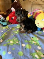 Max, a male Yorkshire Terrier for sale in Jacksonville, TX – 10 of 10