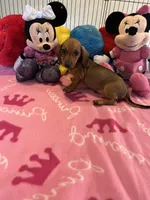 Daisy (short hair), a female Miniature Dachshund for sale in Jacksonville, TX – 5 of 10