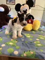 Doby, a male Miniature Schnauzer for sale in Jacksonville, TX – 3 of 8