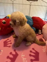 Kat, a female Maltipoo for sale in Jacksonville, TX – 3 of 8