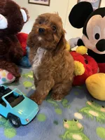 Rudy, a male Cavapoo for sale in Jacksonville, TX – 3 of 10