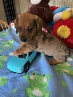 Simba, a male Miniature Dachshund for sale in Jacksonville, TX – 7 of 10