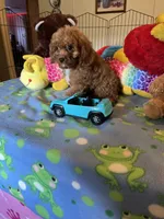 Red , a male Cavapoo for sale in Jacksonville, TX – 3 of 10
