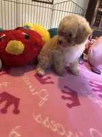Kat, a female Maltipoo for sale in Jacksonville, TX – 5 of 8