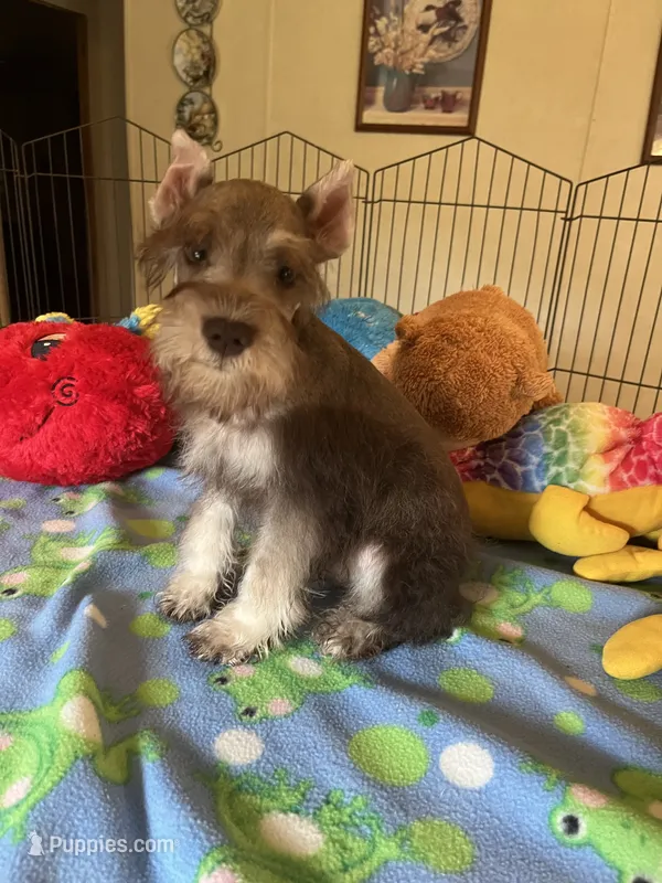 Sam – Miniature Schnauzer puppy for sale in Jacksonville, TX