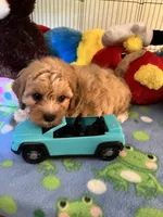 Tex, a male Cavapoo for sale in Jacksonville, TX – 7 of 9