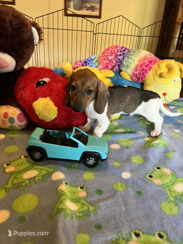 Bobo – Miniature Dachshund puppy for sale in Jacksonville, TX
