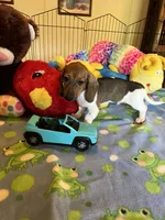 Bobo, a male Miniature Dachshund for sale in Jacksonville, TX – 1 of 9