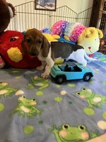 Bobo, a male Miniature Dachshund for sale in Jacksonville, TX – 7 of 9