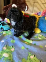 Shadow, a male Shihpoo and Shih Tzu for sale in Jacksonville, TX – 4 of 9