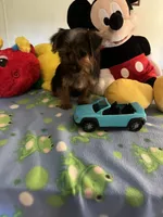 Davy, a male Yorkshire Terrier for sale in Jacksonville, TX – 4 of 9
