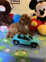 Rudy, a male Cavapoo for sale in Jacksonville, TX – 1 of 10