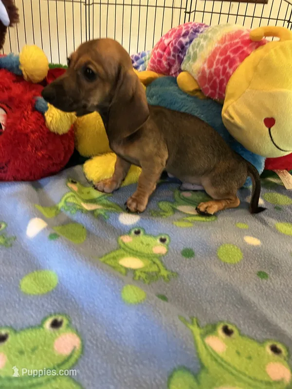 Rusty – Miniature Dachshund puppy for sale in Jacksonville, TX