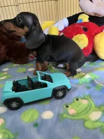 Samson, a male Miniature Dachshund for sale in Jacksonville, TX – 4 of 9