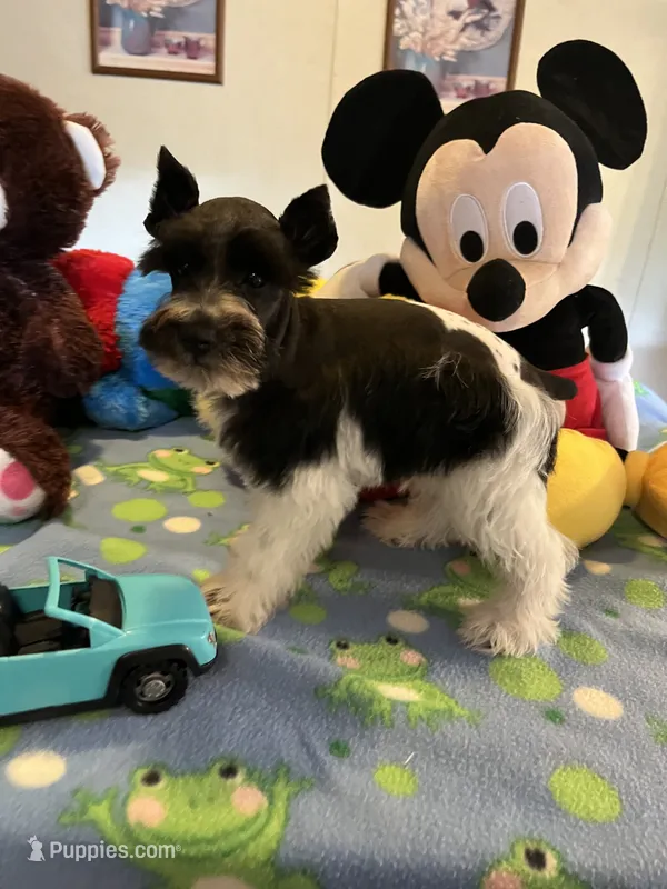 Davy – Miniature Schnauzer puppy for sale in Jacksonville, TX