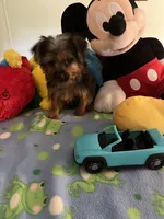 Davy, a male Yorkshire Terrier for sale in Jacksonville, TX – 3 of 9