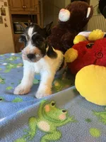 Doby, a male Miniature Schnauzer for sale in Jacksonville, TX – 5 of 8