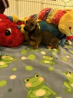 Rusty, a male Miniature Dachshund for sale in Jacksonville, TX – 8 of 8