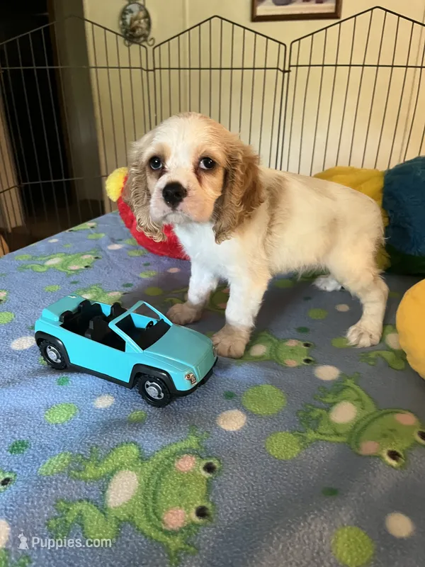 Biscuit  – Cocker Spaniel, Cockalier puppy for sale in Jacksonville, TX